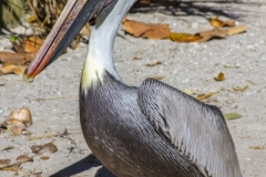 Brown-Pelican